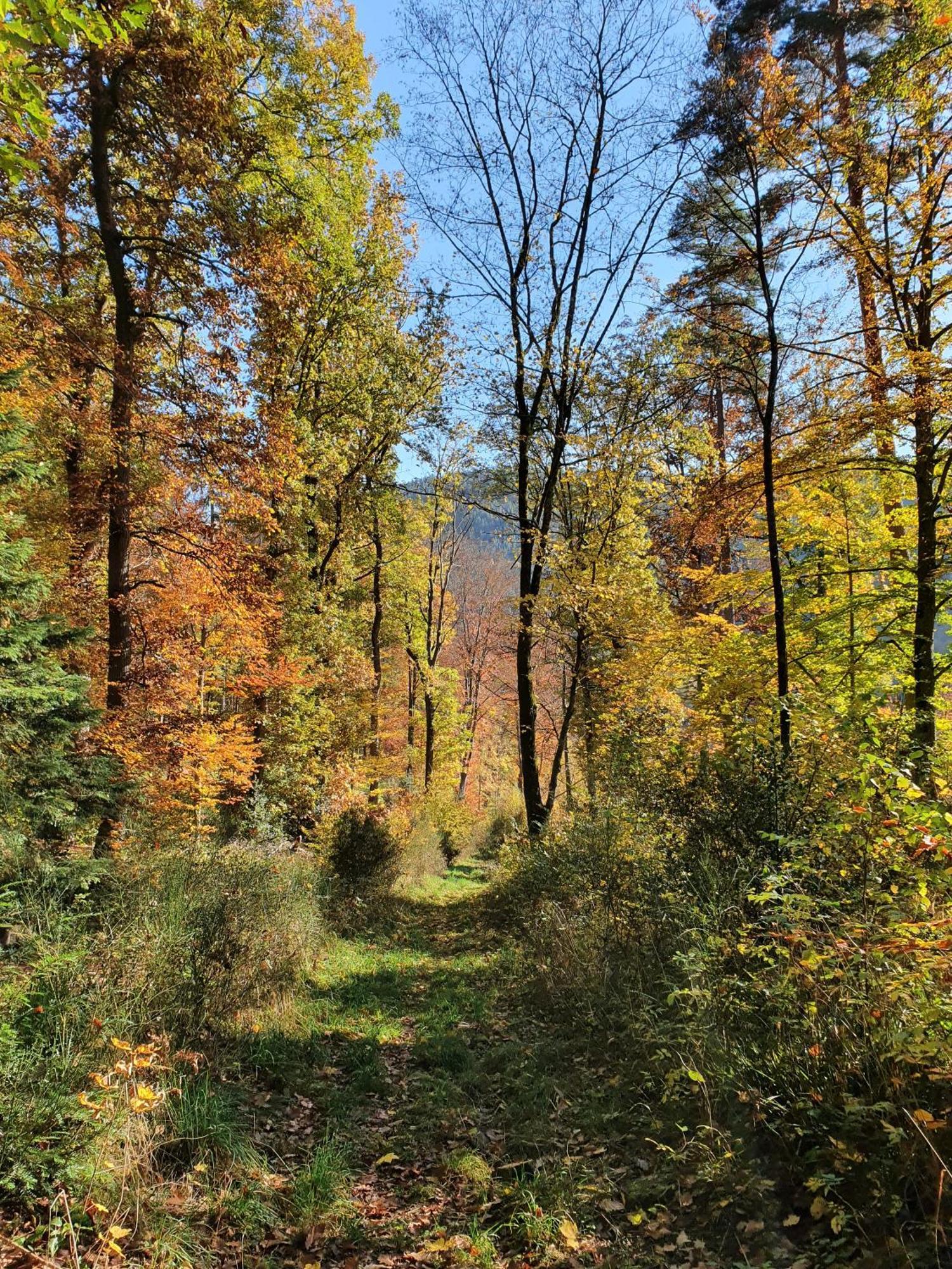 Ferienwohnung Kuckucksnest Bad Wildbad Luaran gambar